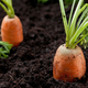 Illustration for article titled Woman Finds Long-Lost Wedding Ring On Growing Carrot